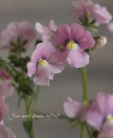 <i>Nemesia</i><BR><BR>���֥餵��νɺ��ͥ᥷��<BR>�᡼�ƥ����꤬��Ũ��<BR>�إѥƥ����ƥ����ߥ塼���