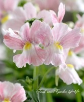 <i>Nemesia</i><BR><BR>���֥餵��νɺ��ͥ᥷��<BR>�᡼�ƥ����꤬��Ũ��<BR>�إե����꡼�ԥ󥯡�