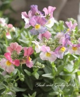 ���֥餵��νɺ��ͥ᥷�����᡼�ƥ�إ��������١����̷Ϥι���