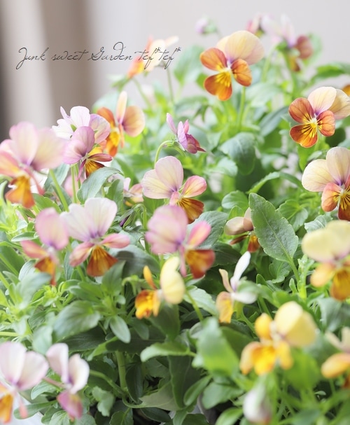 ◇よく咲くビオラ・ビッツ 『ハートカクテル』 | すべての商品