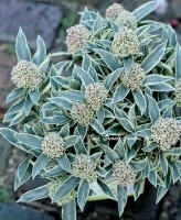 5.5ȭ<BR>Ѵ<BR>ߥإޥåޥ