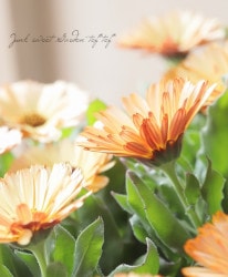Flower Species,カレンデュラ | Junk sweet Garden tef*tef*