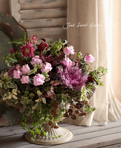 ガーデンミニシクラメン フリルが可愛い！『ベリッシマ』ピンク系