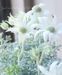 �ե��ͥ�ե����إ��󥸥��륹�����١��͵��餭����