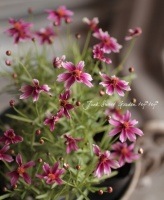 <i>Coreopsis<i/><BR>쥪ץ<BR>إȥ٥꡼͡ɡ