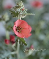 ���ե��ե�����륱�����إ��ץꥳ�åȡ�