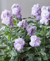 Ȭ�ź餭���ȥå� �إޥ���