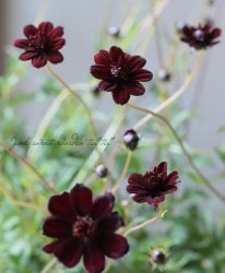 祳졼ȥ⥹إ祫⥫١