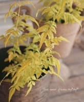 Jasminum officinale<BR> 'Fiona Sunrise'<BR><BR>ǰܤѤտ<BR>͵餭ϥ⥸㥹ߥ<BR>إեʥ饤