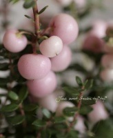 ¤ڤࡪ<BR>إڥͥåƥ<BR>ڡԥ󥯼ȭ