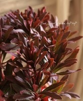 Сʹ❤<BR>桼եӥ<BR>إߥǥץץ쥢