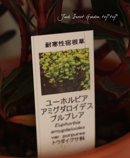 ユーフォルビア　プルプレア ユーフォルビア プルプレア Euphorbia Purpurea 半常緑多年草 鉢植え