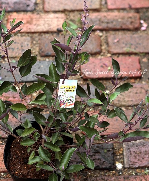 ニホントキソウ 鉢植え　葉芽 90本以上　増殖品 日本トキソウを育てています☺️｜🍀GreenSnap（グリーンスナップ）