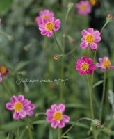 <i>Bidens laevis</i><BR><BR>ī�ҥ��ꥸ�ʥ�<BR>�����󥿡������⥹<BR> ��F1���ԥ󥯡�