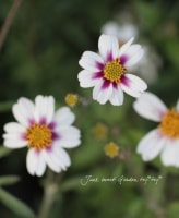 īҥꥸʥ롡󥿡⥹ عȲֲ-٥˥ϥʥ-