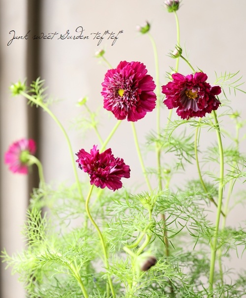 八重咲きコスモス ダブルクリック クランベリー すべての商品 Junk Sweet Garden Tef Tef