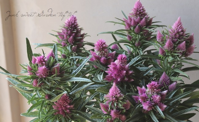 ケイトウ・セロシア 『シャロン』 【ローズ】 | すべての商品 | | Junk