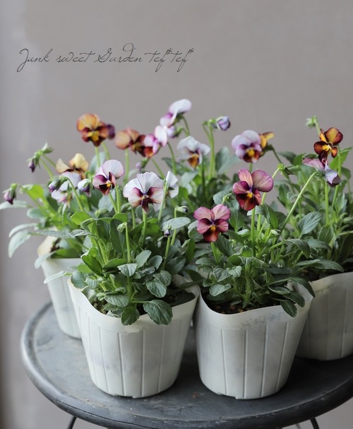 ������ݤ���ӥ��� �إե���ե��ꥢ�١�����ʼ� No.D