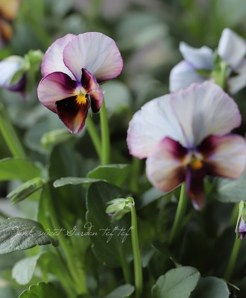 ������ݤ���ӥ��� �إե���ե��ꥢ�١�����ʼ� No.D