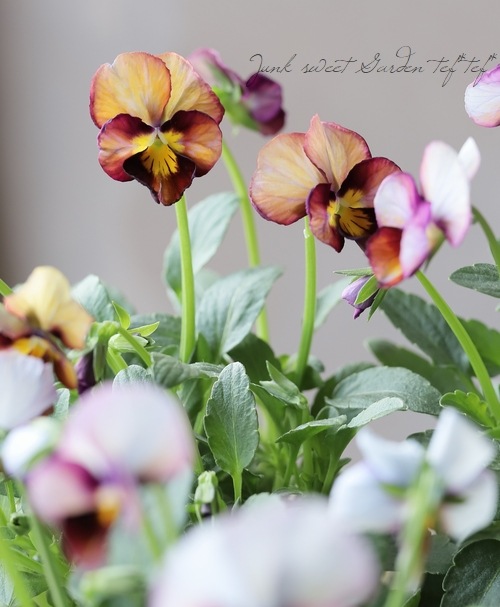 ������ݤ���ӥ��� �إե���ե��ꥢ�١�����ʼ� No.D