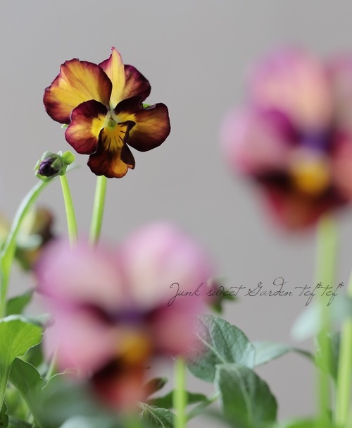 ������ݤ���ӥ��� �إե���ե��ꥢ�١�����ʼ� No.D