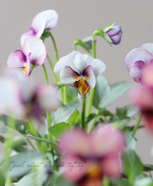 ������ݤ���ӥ��� �إե���ե��ꥢ�١�����ʼ� No.D