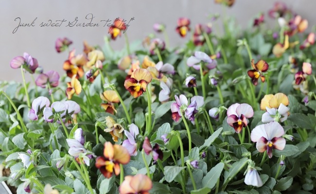 ������ݤ���ӥ��� �إե���ե��ꥢ�١�����ʼ� No.D