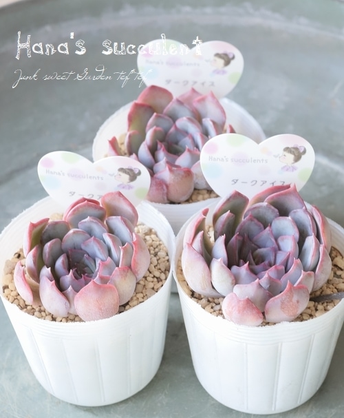 多肉植物】 エケベリア 『ダークアイス』 【はなちゃんの多肉