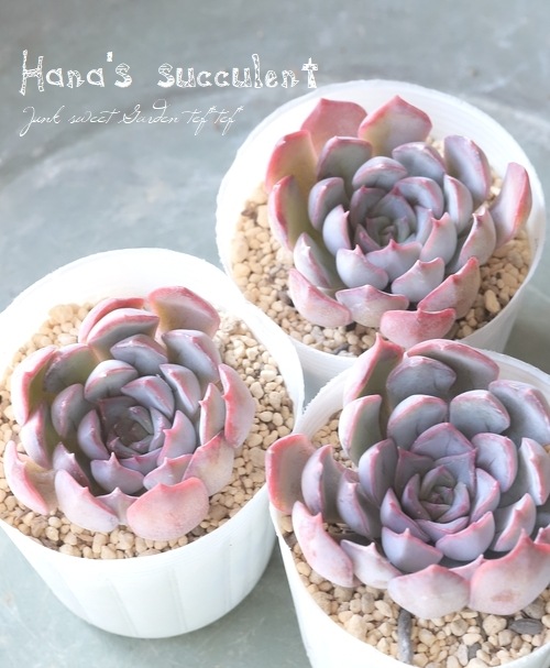 多肉植物】 エケベリア 『ダークアイス』 【はなちゃんの多肉