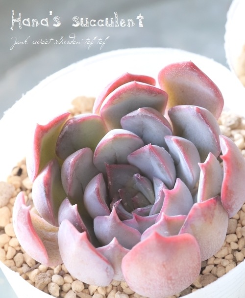(ダークアイス×プレリンゼ)×ミニマ 実生苗 多肉植物 エケベリア 7_000000020500.jpg?1703244673