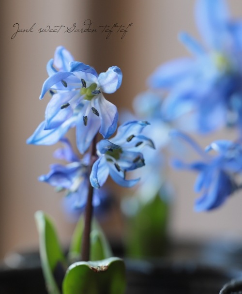 シラー スプリングビューティー すべての商品 Junk Sweet Garden Tef Tef シラー スプリングビューティー すべての商品 Junk Sweet Garden Tef Tef