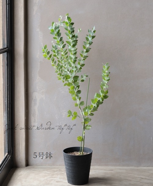 銀葉パールアカシア 『ポダリリーフォリア』 | すべての商品 | | Junk