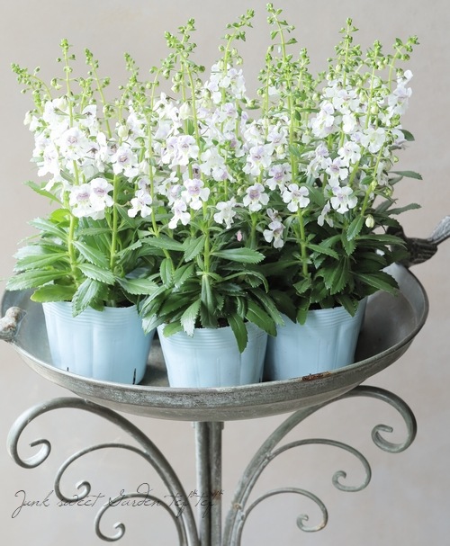 大輪アンゲロニア・ヘブンズゲート 『ブルーミスト』 | すべての商品