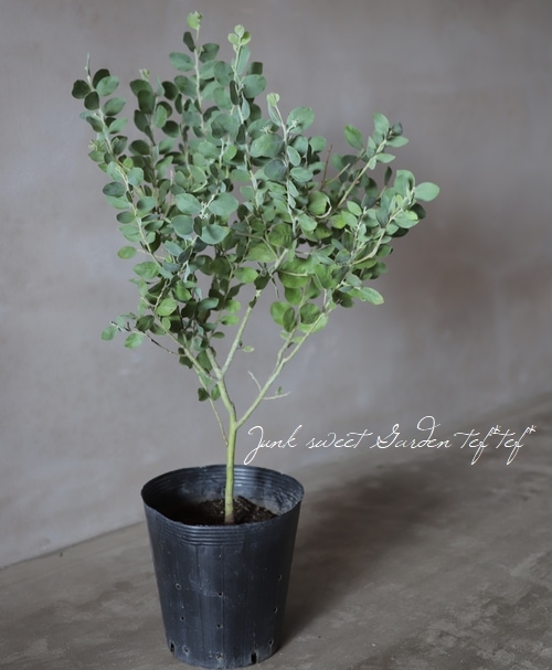 銀葉パールアカシア ポダリリーフォリア すべての商品 Junk Sweet Garden Tef Tef