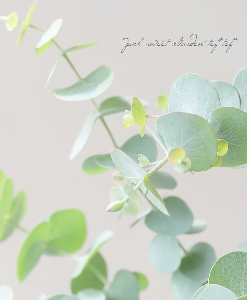 �桼���ꡡ�إ٥��ӡ��֥롼�֡����١�