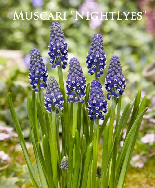 Muskara Iris / ムスカライリス Muskara Iris / ムスカライリス