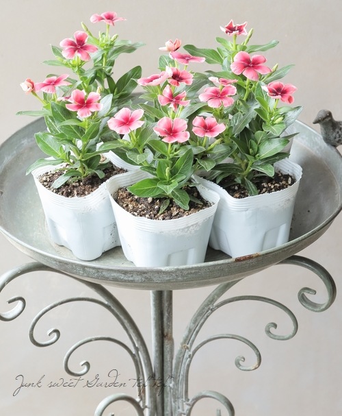 北島園芸オリジナル】 ニチニチソウ 『パプリカオレンジ』 | すべての