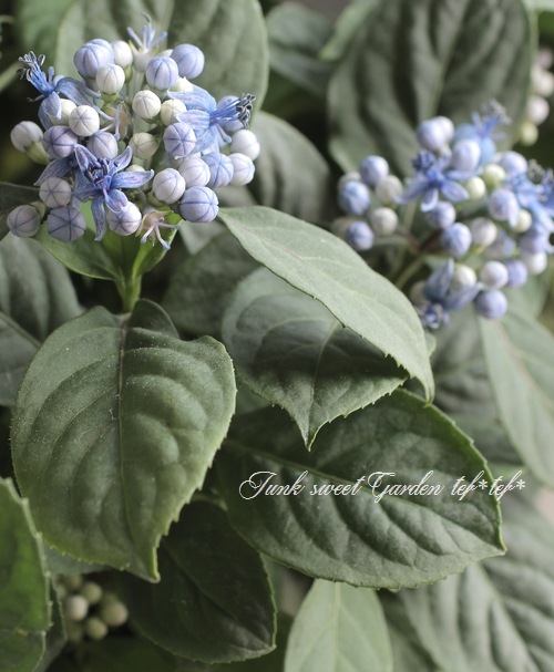 常緑！原種系・常山紫陽花 『碧の瞳』 | すべての商品 | | Junk sweet