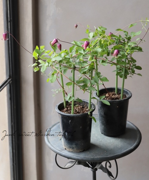 壺　植栽 壺型クレマチス・ヴィオルナ系 『茜の君』 | すべての商品 | | Junk