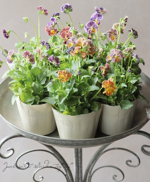 ○桂楓園さんのビオラ 『パステルフリル』 【ブラウン】 | すべての