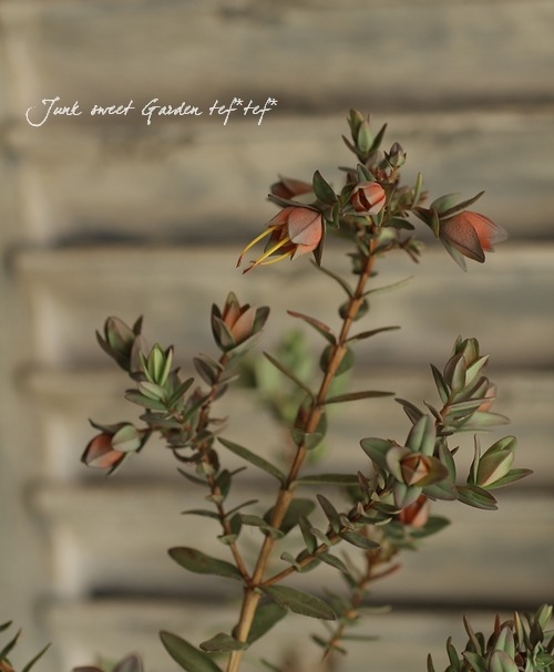 ���о����ڥ��������˥����إ��ȥꥪ�ɡ����