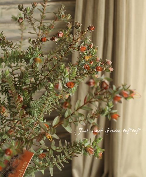 ���о����ڥ��������˥����إ��ȥꥪ�ɡ����