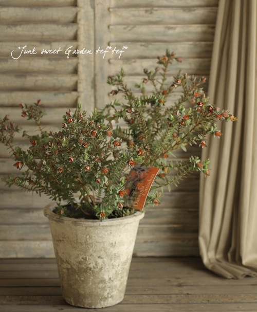 ���о����ڥ��������˥����إ��ȥꥪ�ɡ����