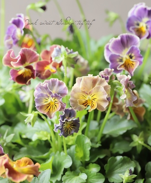 ○桂楓園さんのビオラ 『パステルフリル』 【ブラウン】 | すべての