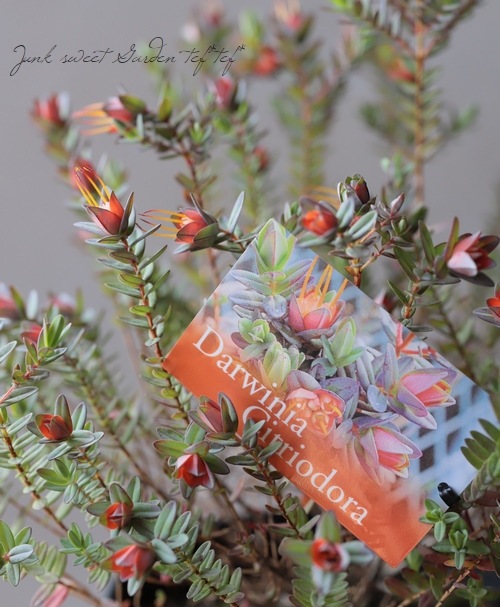 ���о����ڥ��������˥����إ��ȥꥪ�ɡ����