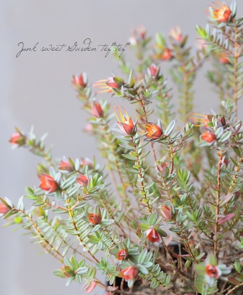 ���о����ڥ��������˥����إ��ȥꥪ�ɡ����