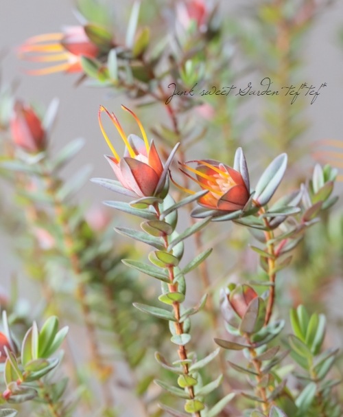 ���о����ڥ��������˥����إ��ȥꥪ�ɡ����