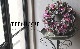 �ڴ󤻿�����-TEFNIQUE-�󤻿����꡼�� 2024 * no.26 *����Ͳİ����߷ʿ���Xmas�꡼����