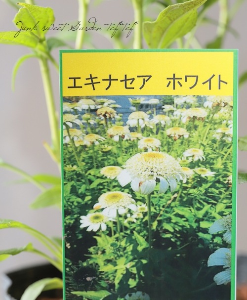 エキナセア 『ホワイト』 大株 | すべての商品 | | Junk sweet Garden