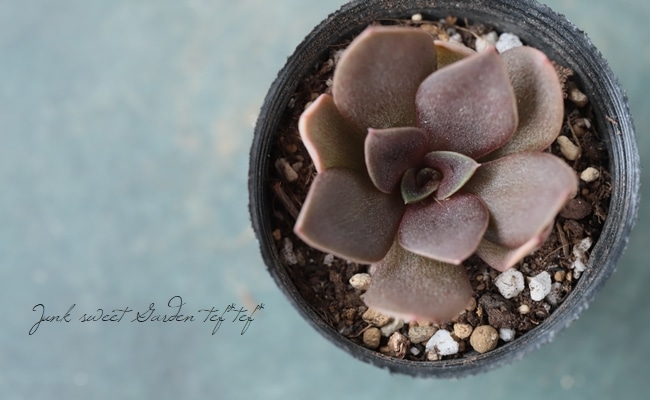 多肉植物】 『ブラックローズhyb』 エケベリア属☆ | すべての商品